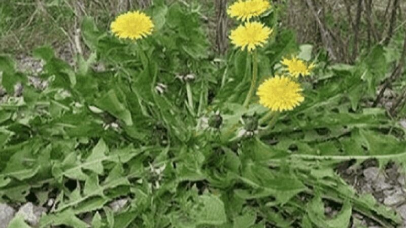 Just one leaf can save you and ease your condition! It grows almost everywhere, but few know how to use it