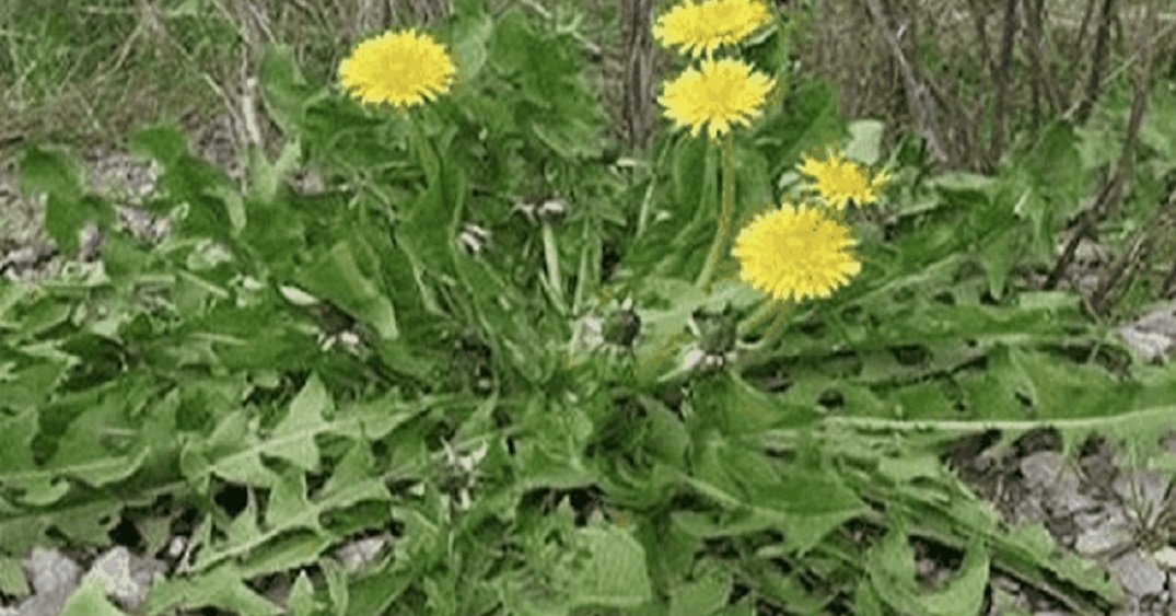 Just one leaf can save you and ease your condition! It grows almost everywhere, but few know how to use it
