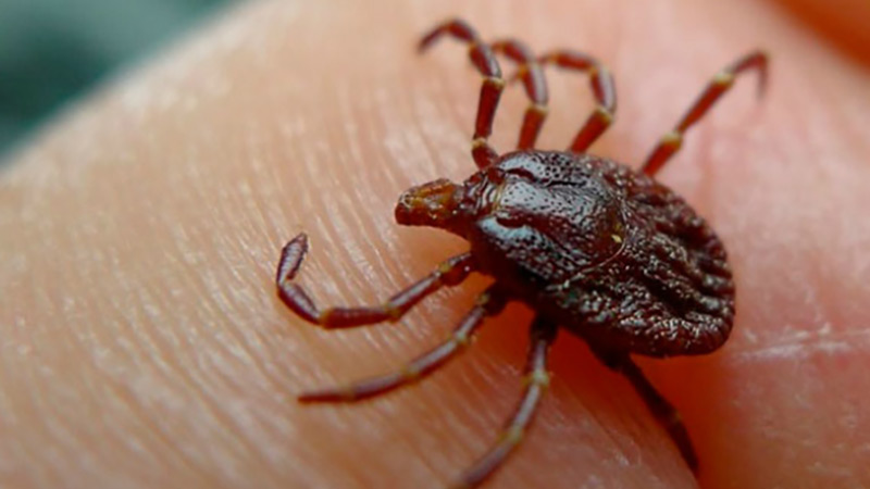 A young man died of Crimean-Congo fever in Aspindza