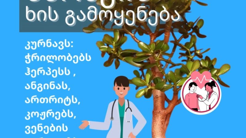 (VIDEO) If you grow a barak tree at home, you are very lucky. 9 problems I struggle with this plant