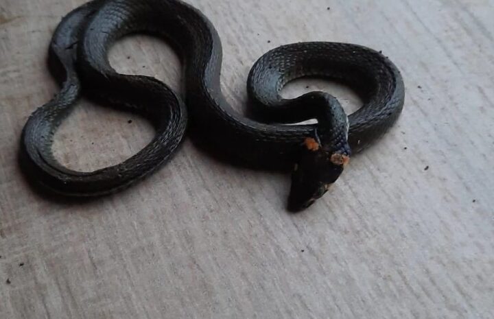 How high can a snake crawl and how can it get into the apartments of a building?