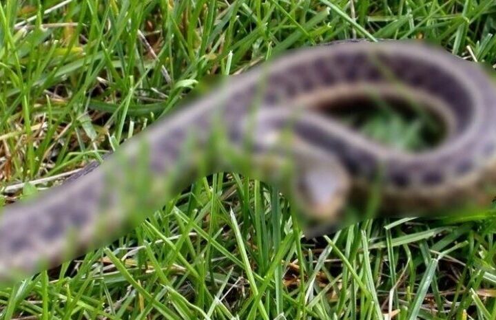 Why You Shouldn’t Kill Snakes – How to Get Rid of Them in Your Yard