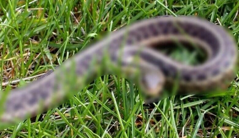 Why You Shouldn’t Kill Snakes – How to Get Rid of Them in Your Yard