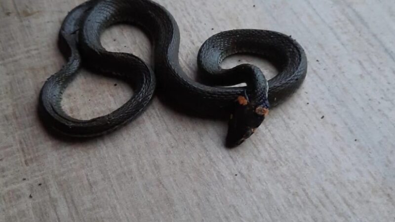 How high can a snake crawl and how can it get into the apartments of a building?