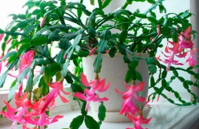 I buy fertilizer for indoor plants not at the store, but at the pharmacy. I share my personal experience with you.