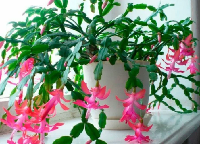 I buy fertilizer for indoor plants not at the store, but at the pharmacy. I share my personal experience with you.